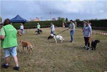 Greyhound Trust Shropshire & Borders Dog Show 2026