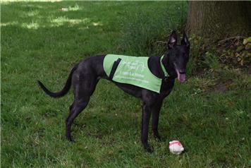 Greyhound Awareness & Collection