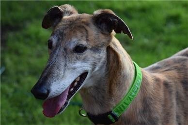  - Greyhound Trust Shropshire & Borders Fun Dog Show