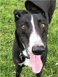 Greyhound Trust Shropshire & Borders Fun Dog Show